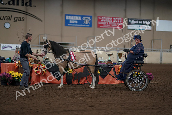 2019 Morgan Horse Show - Aug 31, 2019 - 04559