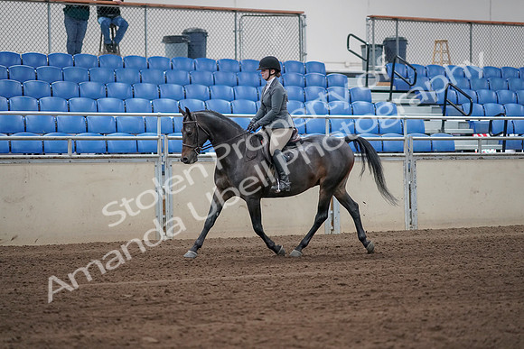 2019 Morgan Horse Show - Sept 01, 2019 - 10883