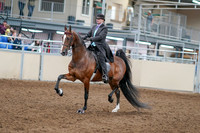 2020 - AB Morgan Horse - Sat, Sept 05 - 12906