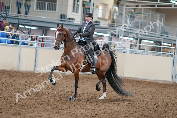 2020 - AB Morgan Horse - Sat, Sept 05 - 12906