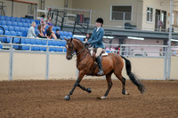 2020 - AB Morgan Horse - Fri, Sept 04 - 03954