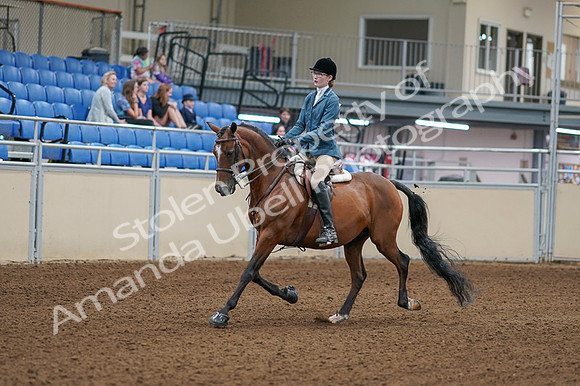 2020 - AB Morgan Horse - Fri, Sept 04 - 03954