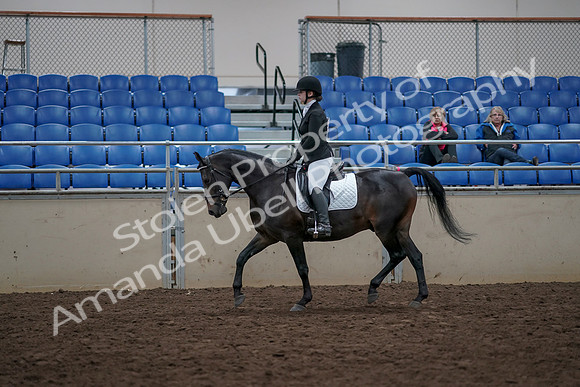 2019 Morgan Horse Show - Aug 31, 2019 - 16499