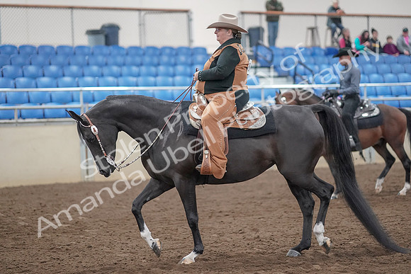 2019 Morgan Horse Show - Aug 31, 2019 - 06017