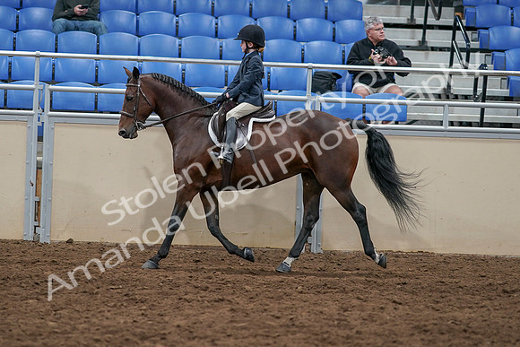 2020 - AB Morgan Horse - Sun, Sept 06 - 07716