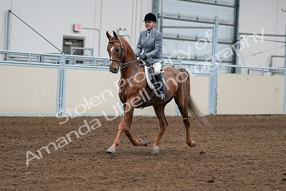 2020 - AB Morgan Horse - Sat, Sept 05 - 03249