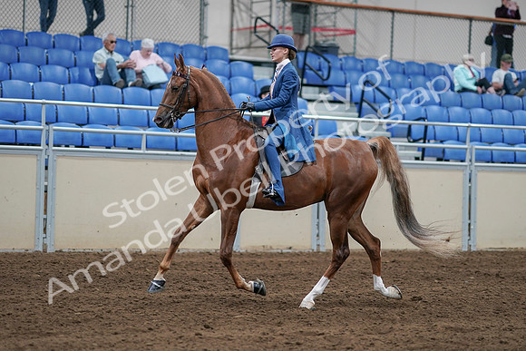 2020 - AB Morgan Horse - Sat, Sept 05 - 06191