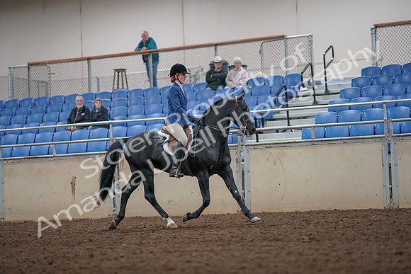 2019 Morgan Horse Show - Aug 31, 2019 - 07462