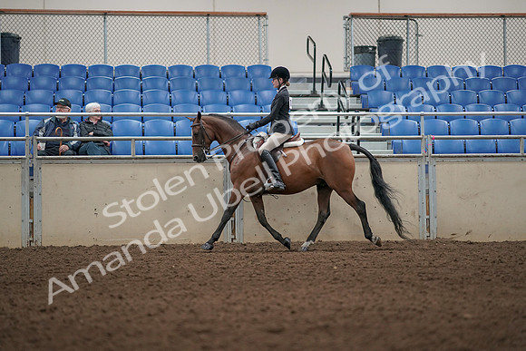 2019 Morgan Horse Show - Aug 31, 2019 - 04976