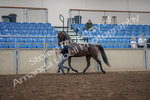 2019 Morgan Horse Show - Aug 31, 2019 - 03639