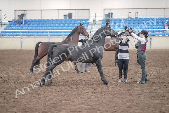 2019 Morgan Horse Show - Aug 31, 2019 - 03701