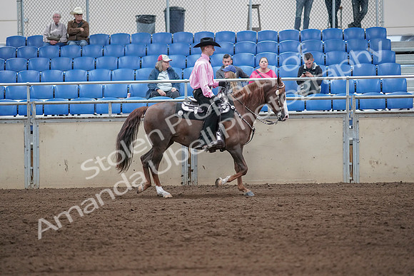 2019 Morgan Horse Show - Sept 01, 2019 - 07168