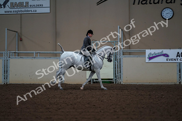 2019 Morgan Horse Show - Aug 30, 2019 - 17627