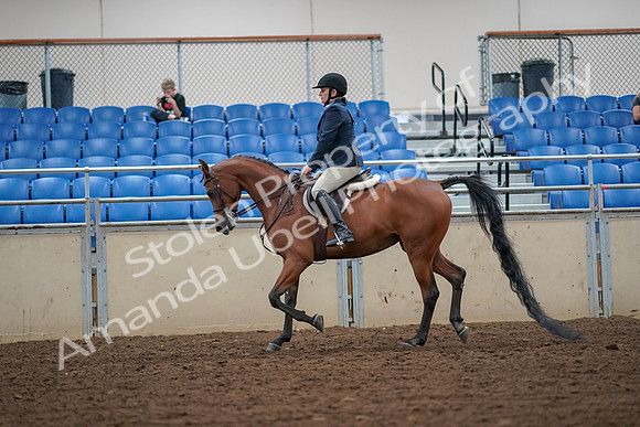 2019 Morgan Horse Show - Aug 30, 2019 - 16110