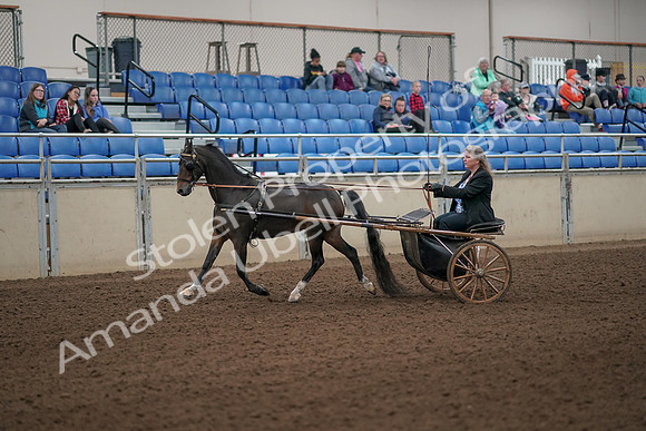 2019 Morgan Horse Show - Aug 31, 2019 - 04223