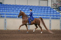 2020 - AB Morgan Horse - Sun, Sept 06 - 00005