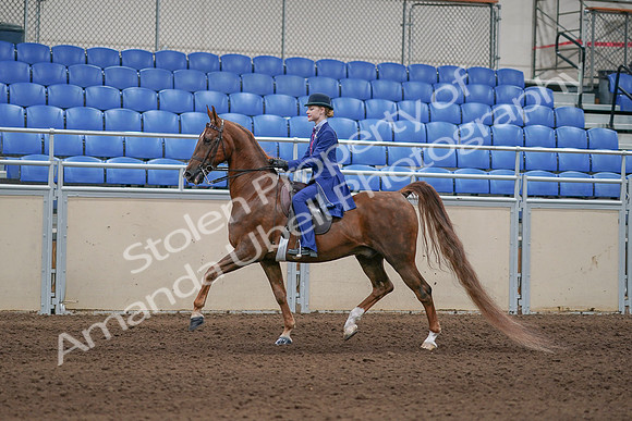 2020 - AB Morgan Horse - Sun, Sept 06 - 00005