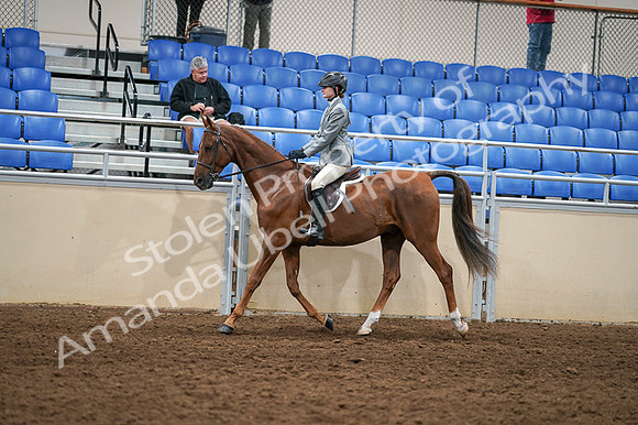 2020 - AB Morgan Horse - Fri, Sept 04 - 02966