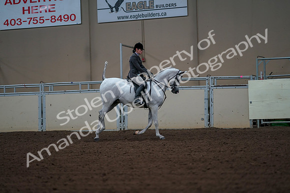 2019 Morgan Horse Show - Aug 30, 2019 - 17554