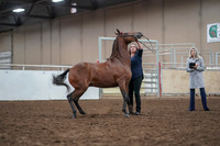 2019 Morgan Horse Show - Aug 31, 2019 - 01005