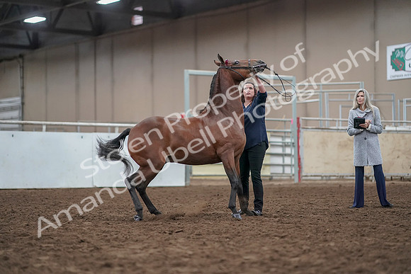 2019 Morgan Horse Show - Aug 31, 2019 - 01005