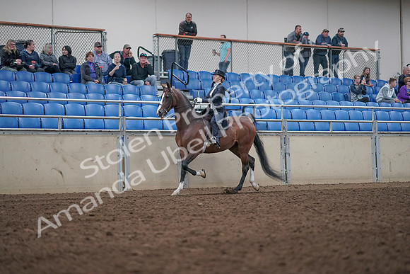 2019 Morgan Horse Show - Aug 31, 2019 - 20473