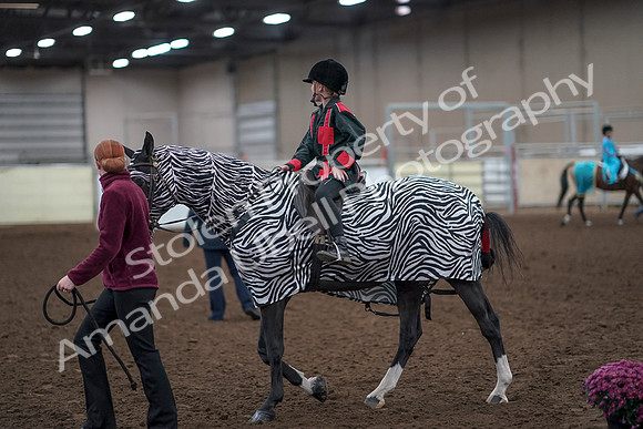 2019 Morgan Horse Show - Aug 31, 2019 - 10050