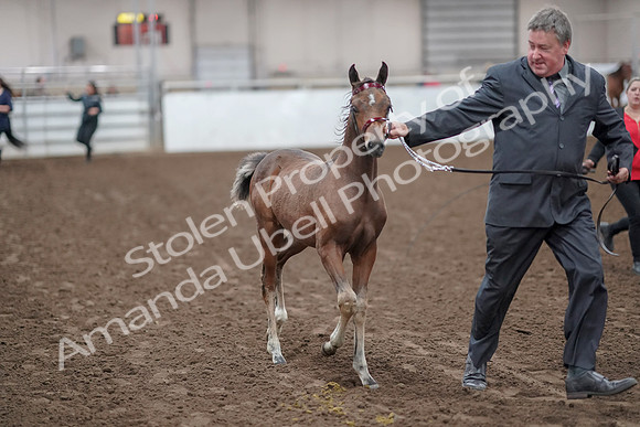 2019 Morgan Horse Show - Aug 31, 2019 - 00850