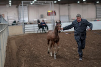 2019 Morgan Horse Show - Aug 31, 2019 - 00843