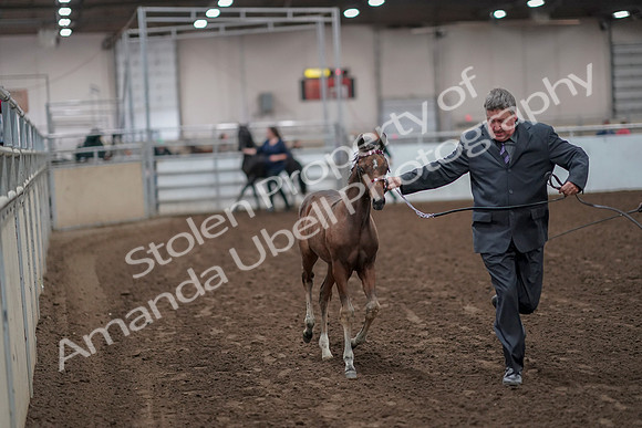 2019 Morgan Horse Show - Aug 31, 2019 - 00843