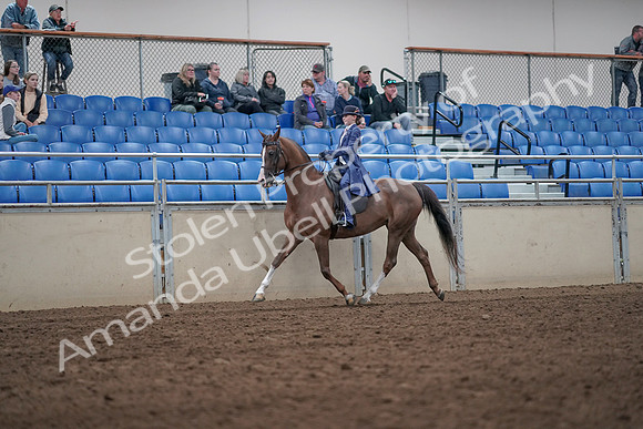 2019 Morgan Horse Show - Aug 31, 2019 - 20438