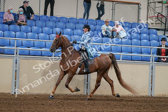 2020 - AB Morgan Horse - Sat, Sept 05 - 06233
