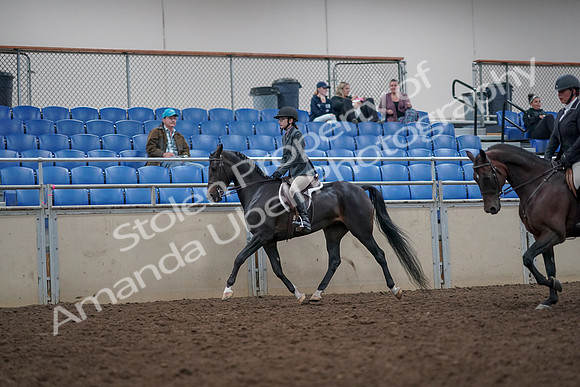 2019 Morgan Horse Show - Aug 31, 2019 - 14865