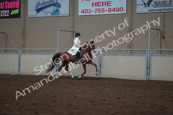 2019 Morgan Horse Show - Aug 31, 2019 - 17926
