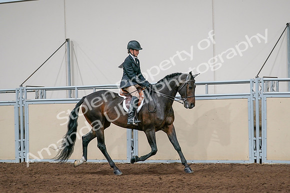 2020 - AB Morgan Horse - Sun, Sept 06 - 08083