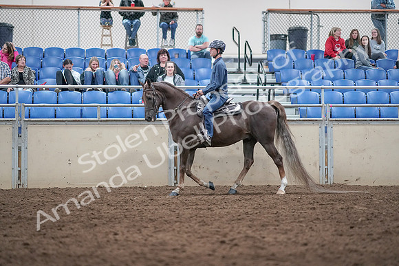 2019 Morgan Horse Show - Aug 31, 2019 - 21394