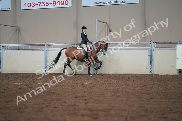 2019 Morgan Horse Show - Aug 30, 2019 - 20753