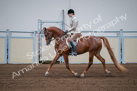2020 - AB Morgan Horse - Fri, Sept 04 - 01649