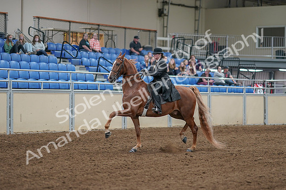 2020 - AB Morgan Horse - Fri, Sept 04 - 11239