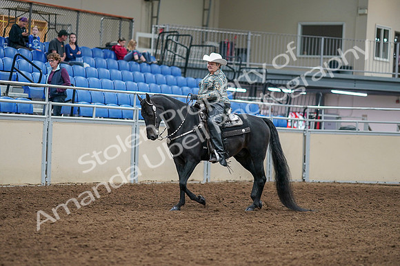 2020 - AB Morgan Horse - Fri, Sept 04 - 03508