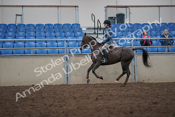 2019 Morgan Horse Show - Aug 31, 2019 - 16677