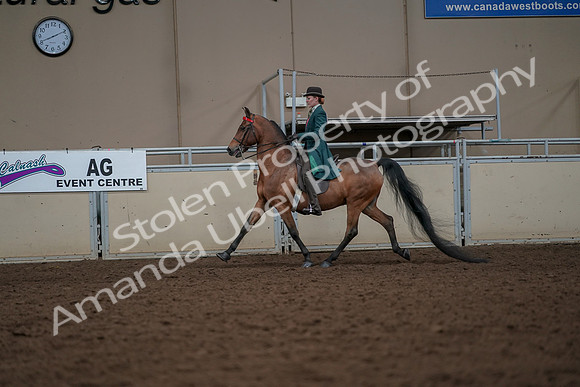 2019 Morgan Horse Show - Aug 30, 2019 - 27926