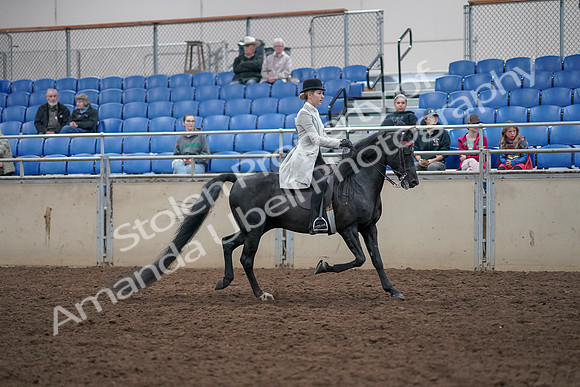 2019 Morgan Horse Show - Aug 31, 2019 - 09514