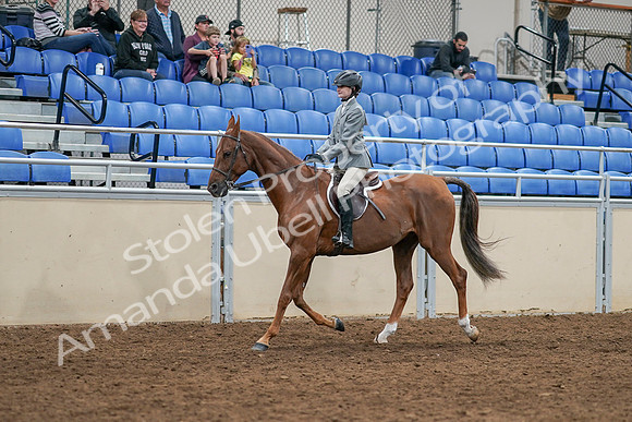 2020 - AB Morgan Horse - Sat, Sept 05 - 02601