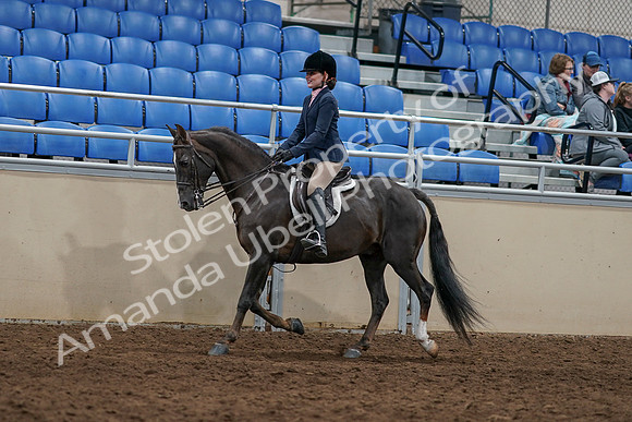 2020 - AB Morgan Horse - Sun, Sept 06 - 07743