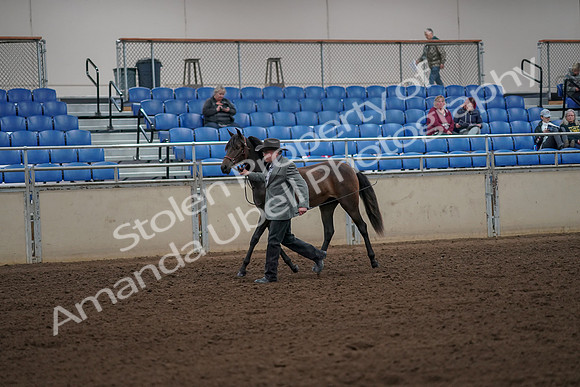 2019 Morgan Horse Show - Aug 30, 2019 - 25686