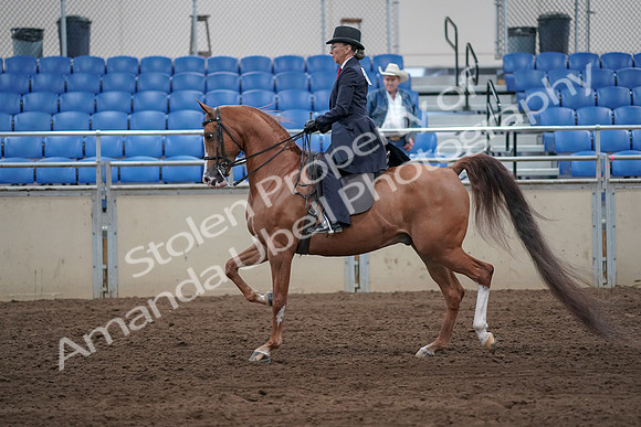 2019 Morgan Horse Show - Sept 01, 2019 - 11900