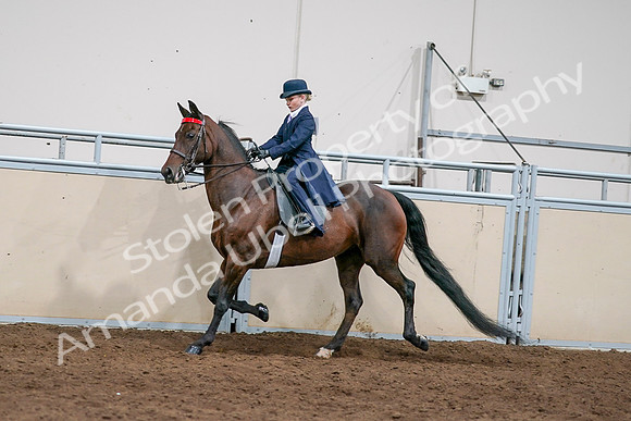 2020 - AB Morgan Horse - Sat, Sept 05 - 04918