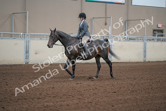 2019 Morgan Horse Show - Sept 01, 2019 - 10951