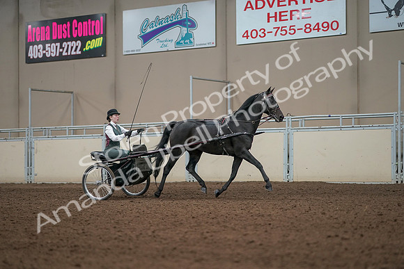 2019 Morgan Horse Show - Aug 31, 2019 - 04726